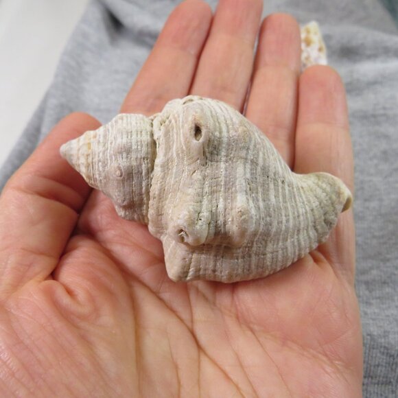 REAL Sea Shells in a Glass Square Vase and sand #13 - Picture 5 of 7